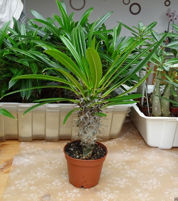 Pachypodium lamerei 50kč.jpg